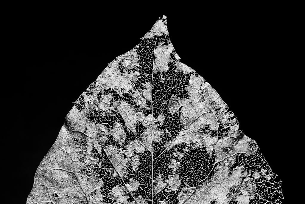 Black and white macro photograph of the beautiful and intricate details of a leaf skeleton on a black background.