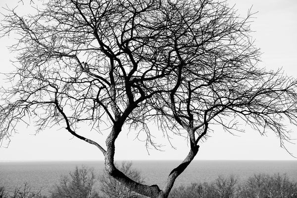 Black and white landscape photograph of a tree with branches forming a window to frame the ocean on the horizon.