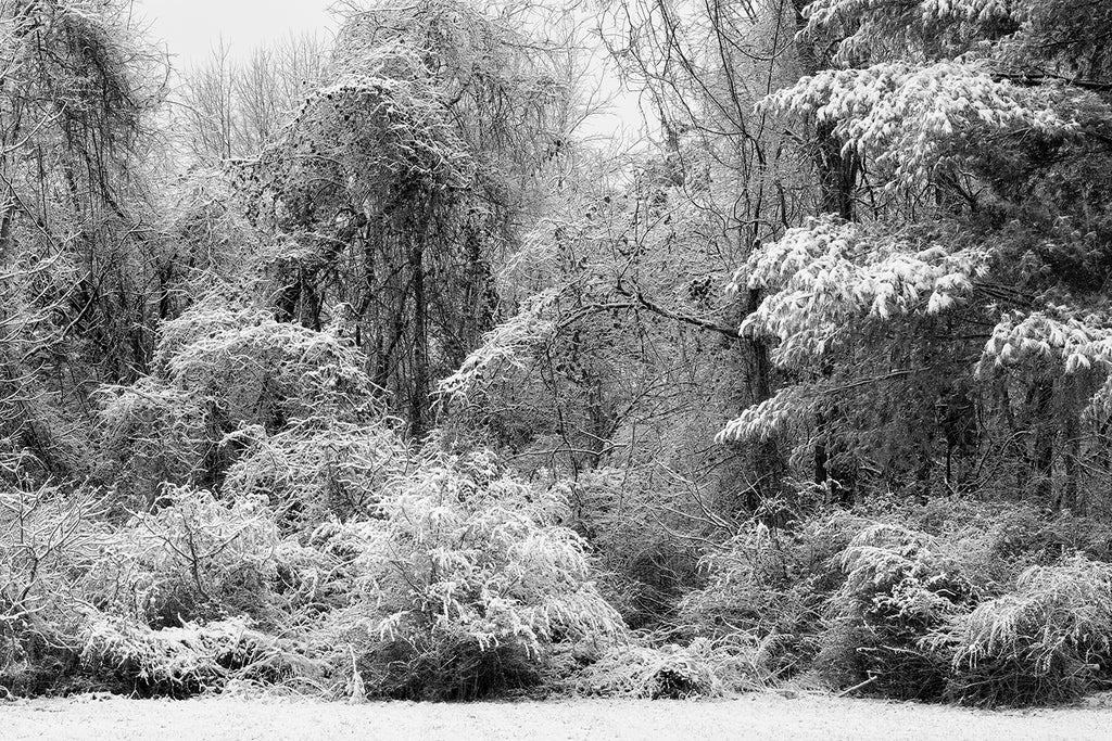 Black and white landscape photograph of tangled snow-covered trees on a luminescent winter morning.