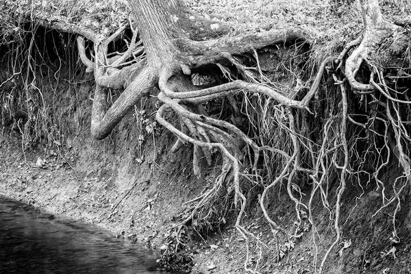 Black and white landscape photograph of an incredible spread of tree roots on the eroded bank of a small river.