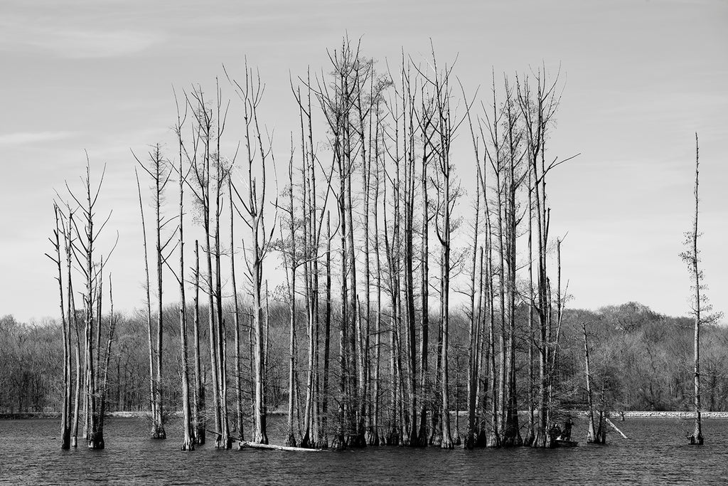 Black and White Landscape Photograph of a Grove of Cypress Trees in a Lake
