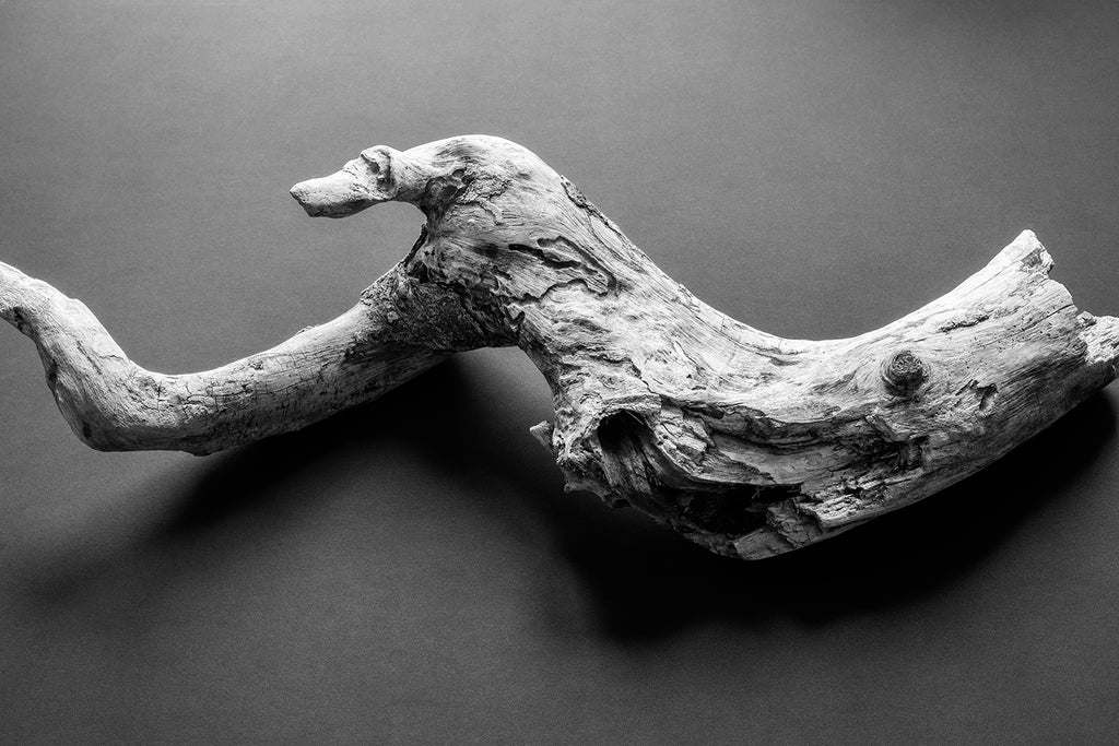Black and white photograph of an interesting piece of driftwood found along the high water mark after a river flood.