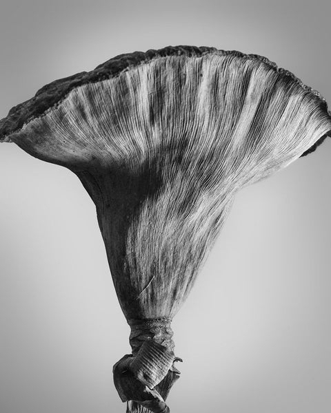 Black and white photograph of the side view of a dried American Lotus seed pod, found on a lake side in the American Midwest. The side light reveals the striated texture that runs vertically along the outside of the pod.