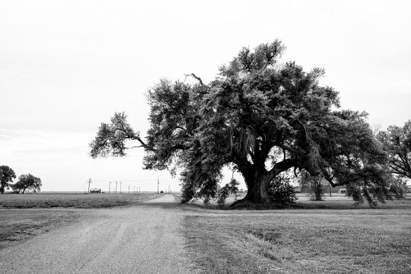 Black and white landscape photograph of a huge old live oak tree standing at a crossroad in south Louisiana outside New Orleans. Old wooden farm shacks can be seen in the distance.