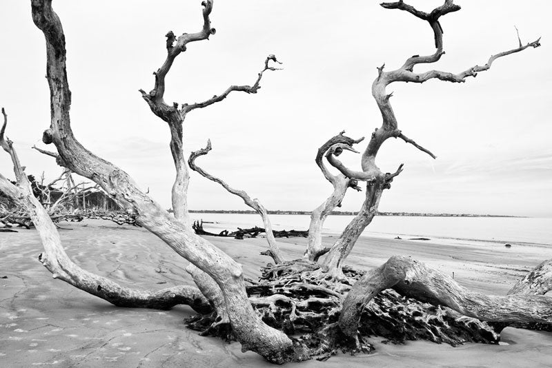 Black and white photograph of a dramatic tree with multiple trunks in the middle of Driftwood Beach.