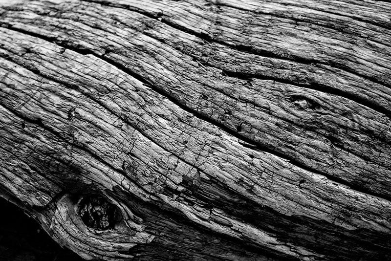 Detailed black and white photograph of a fallen desert tree near the ancient Pueblo cliff dwellings at Mesa Verde, Colorado.