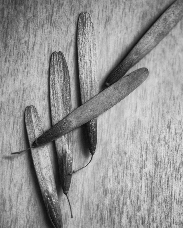 Black and white photograph of a collection of five gathered tree seeds in a random grouping as dropped on a wooden surface.