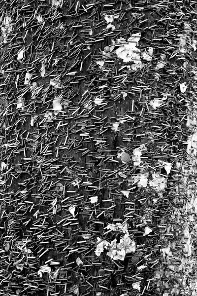 Black and white abstract photograph of a telephone pole covered in staples on Frenchman Street in New Orleans.
