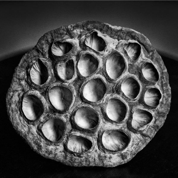 Black and white photograph of an American Lotus seed pod with no seeds, revealing the irregular and organic shapes of the holes in the pod. (Square format)