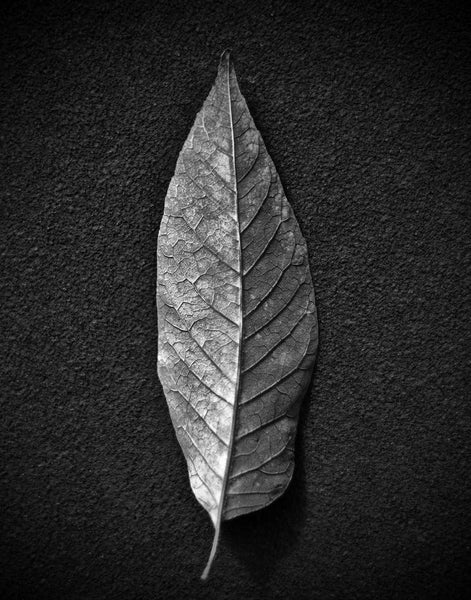 Black and white photograph of the detailed vein structure of a leaf photographed simply and dramatically on a dark, textured background.