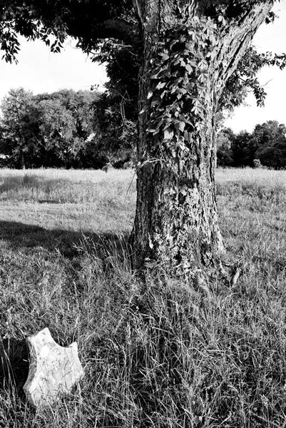 Black and white landscape photograph of a cemetery tree covered in ivy, with a broken gravestone on the historic McFadden farm. The tree sits in the middle of a Civil War battlefield site.