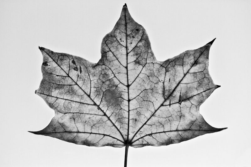 Black and white photograph of a wide, flat maple leaf on a simple background.