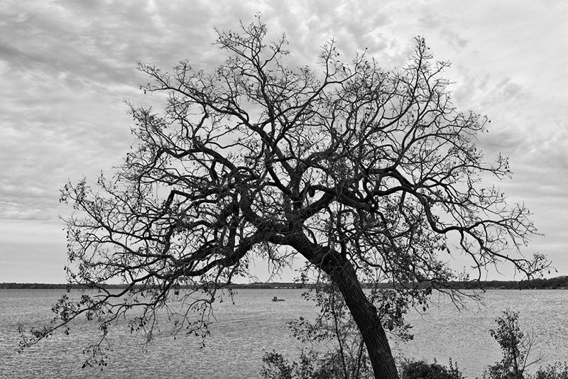 Black and white landscape photograph of a beautiful leaning tree, with its curved branches framing two distant fishermen standing on a boat on the lake.