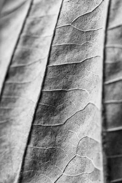 An abstracted close-up detail photograph of a fallen leaf.