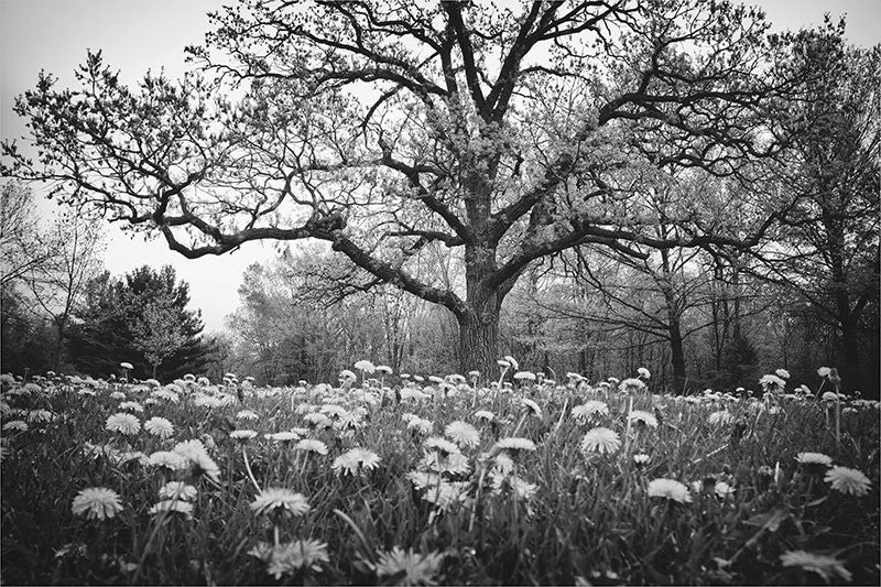Black and white landscape photograph featuring a big bur oak in a field of dandelions. The story tree is a giant bur oak is an old bicentennial oak. It's called the story tree because local school children sometimes take field trips to sit in the shade of its branches to listen to stories of the area's history, Native Americans, and environment.