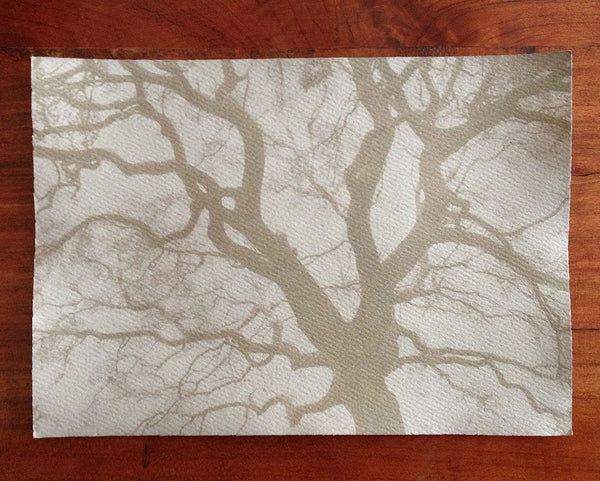 This is a unique one-of-a-kind handmade tea-toned cyanotype print of the spread branches of a beautiful big tree, printed on textured ivory watercolor paper, handmade and printed by the artist.