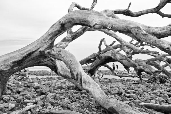 Black and white photograph of a couple walking among the skeletons of trees on Driftwood Beach on Jekyll Island, Georgia.