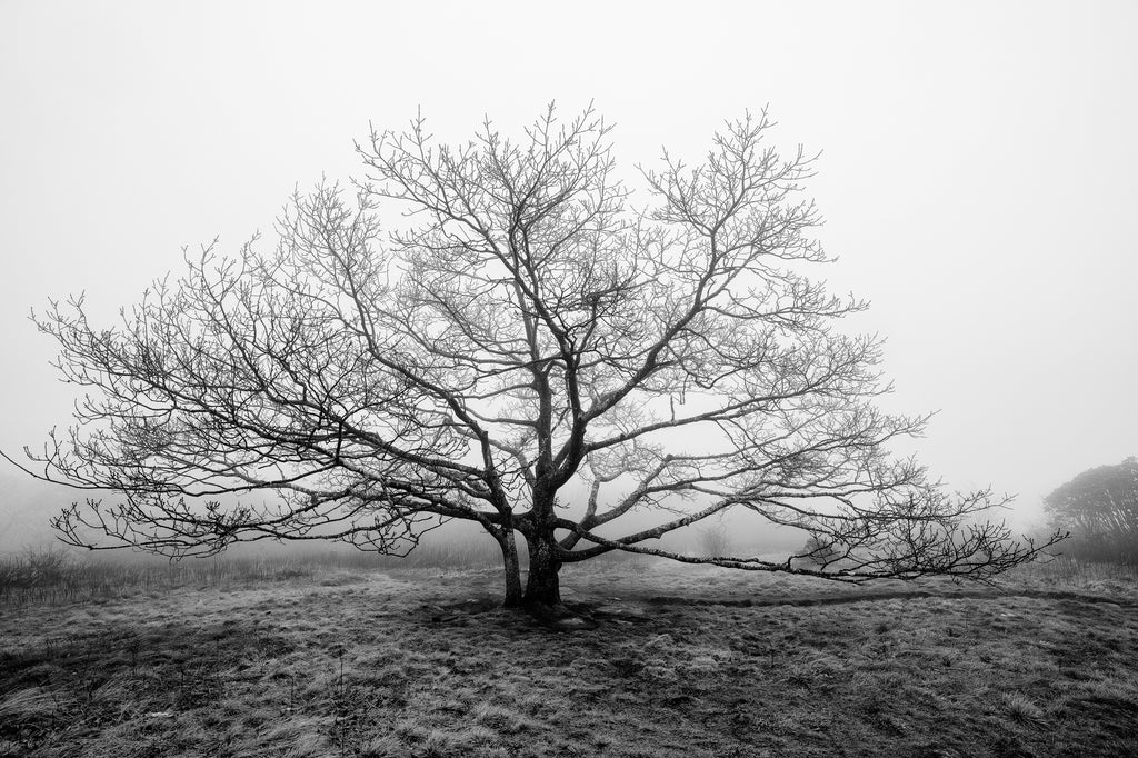 Black and white landscape photograph of beautiful widespread barren tree atop a foggy mountain.