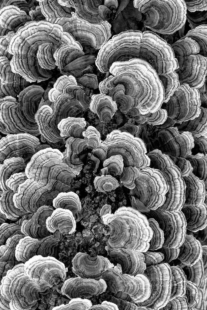 Black and white macro photograph of beautiful spiral patterns inside fungus ears growing on a fallen tree in the forest.
