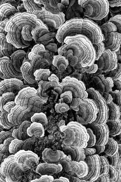 Black and white macro photograph of beautiful spiral patterns inside fungus ears growing on a fallen tree in the forest.