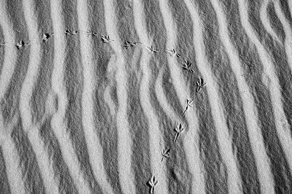 Black and white photograph of a curved trail of bird tracks across rhythmic ripples of sand.