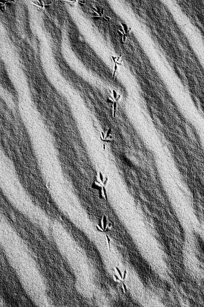 Black and white photograph of bird tracks wandering across rhythmic wave patterns in the sand.