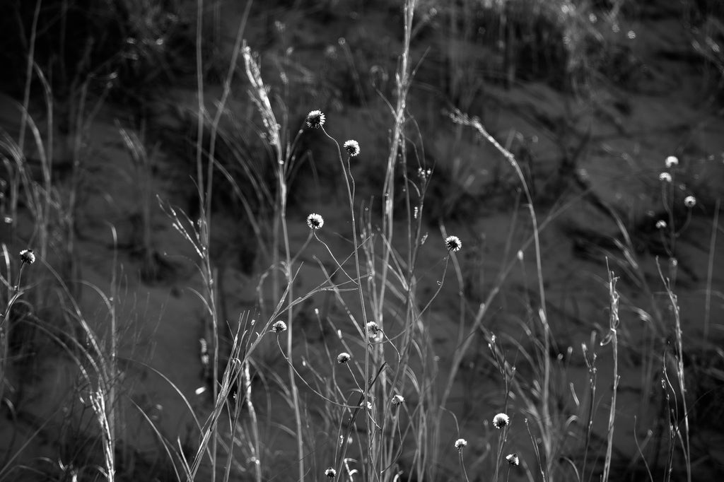 Black and white landscape photograph of sunlight highlighting desert grasses against the shadows of a tall sand dune in West Texas.