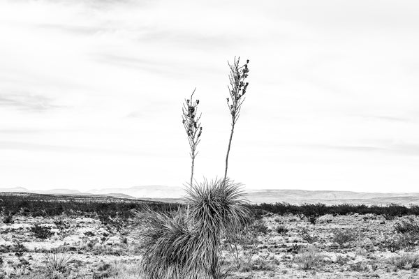 Black and white landscape photograph of the wide open high desert of West Texas.