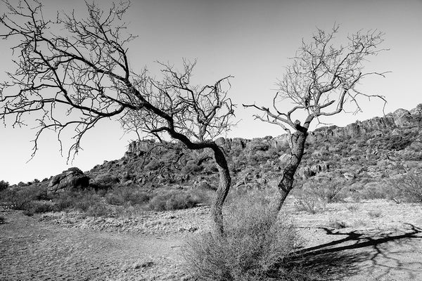 Desert Tree: Black and White Landscape Photograph (KD001569)