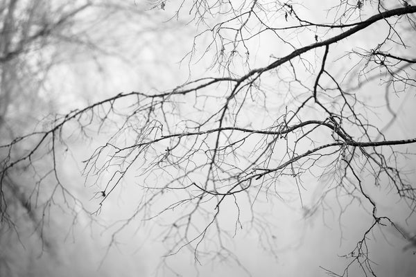 Black and white photograph of barren tree branches on a moody foggy morning.