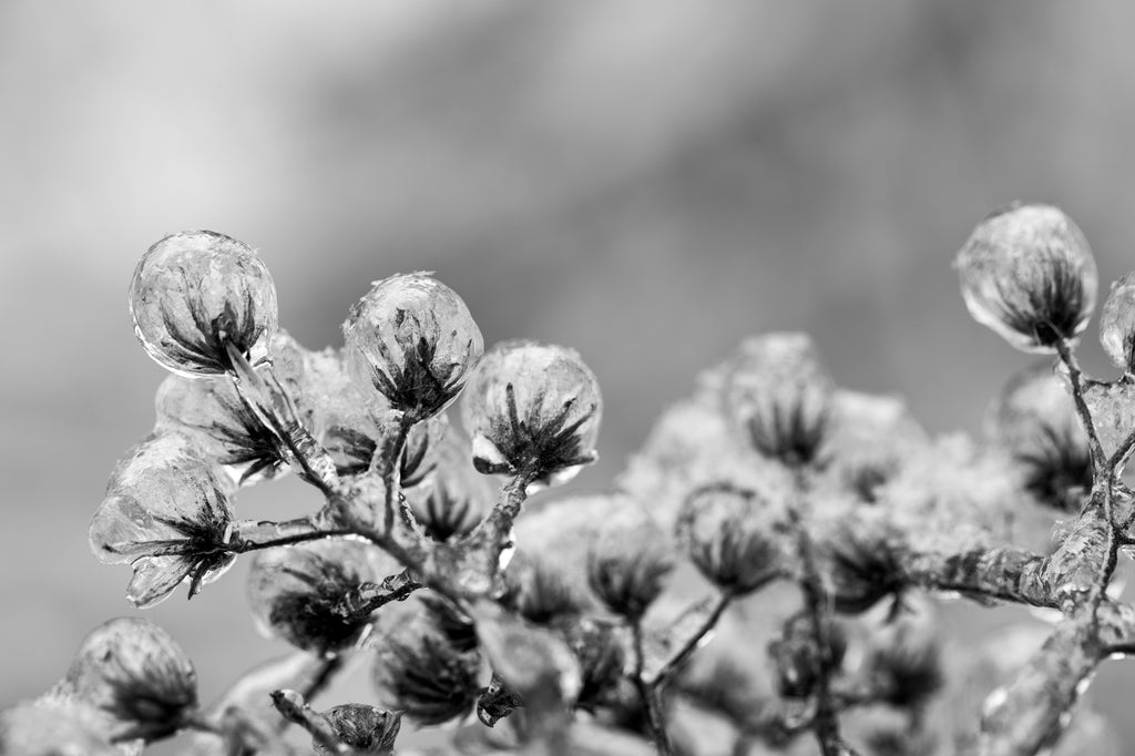Black and white macro photograph of window seed heads frozen into balls of ice