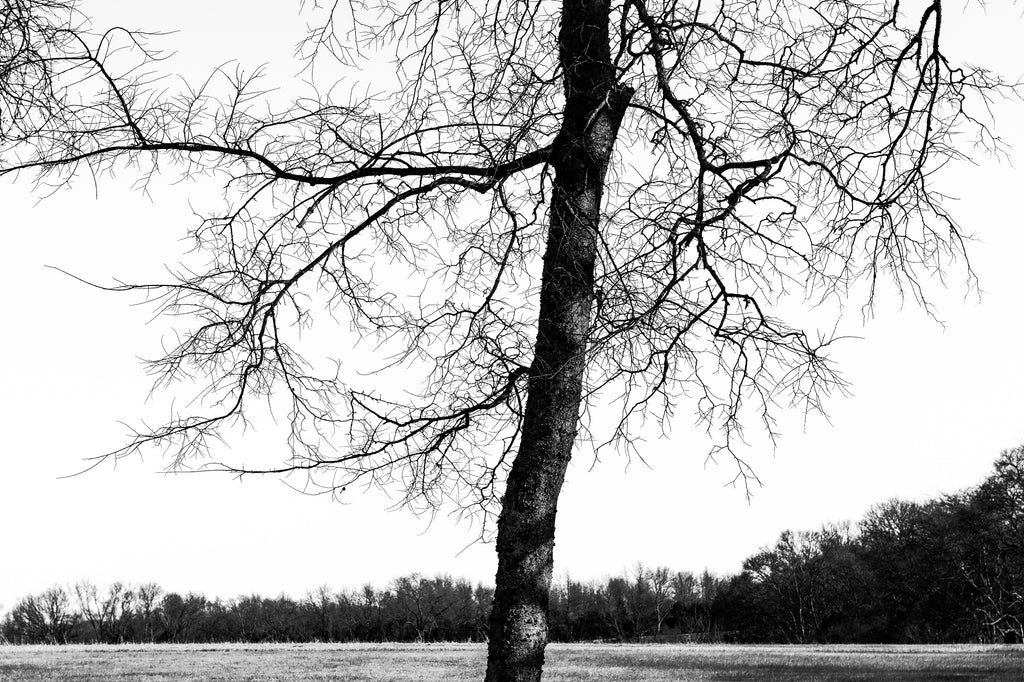 Black and white photograph of tree with beautifully exposed branches in an open landscape.