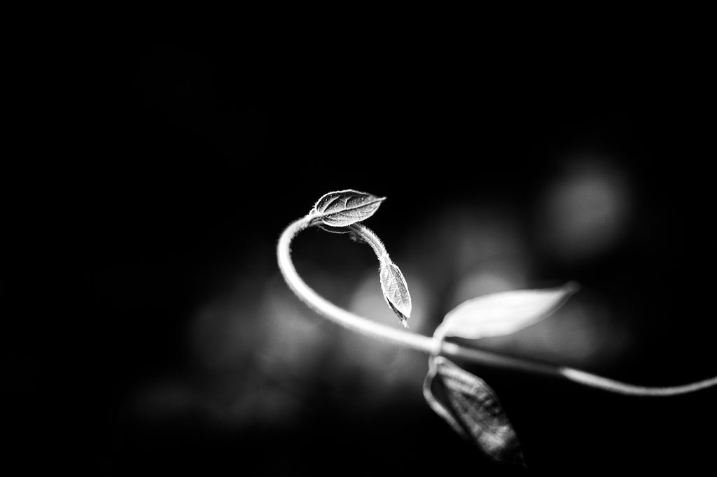 Black and white macro photograph of a fresh spring vine curling into the sunlight.