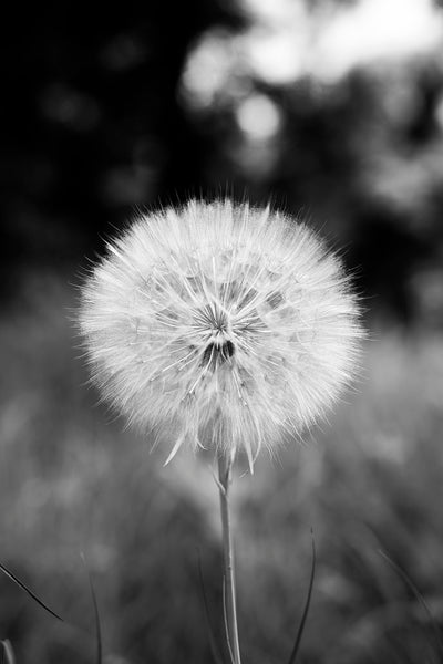 Black and white photograph of a beautiful western salsify seed head, which looks like a giant dandelion. The plant's scientific name is Tragopogon dubius. It originated in south and central Europe and Western Asia, but is now widespread and can be found across the US and in Canada.
