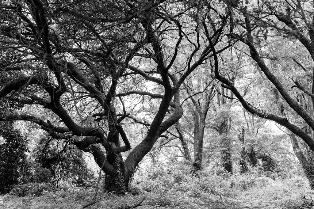 Black and white photograph of a forgotten avenue between a rows of big oak trees that has been forgotten and allowed to become overgrown.