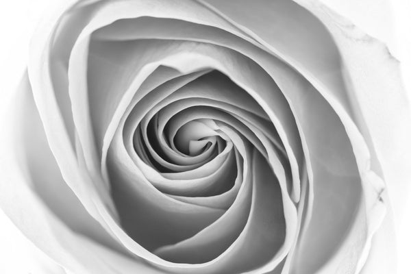 Black and white photograph of the internal folds of a rose blossom seen ultra-closeup, creating an almost abstract spiral composition.