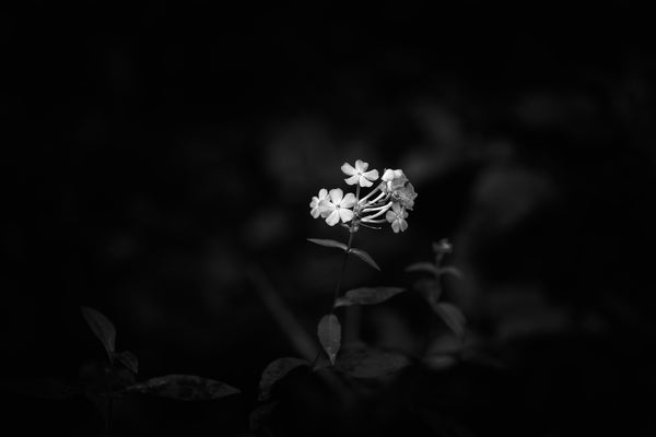 Black and white photograph of a small cluster of pale purple wildflowers in the dark shadows of the forest in summer.