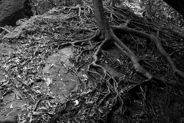 Tree Roots Wrapped Around a Giant Boulder: Black and White Landscape Photograph (KD006670X)