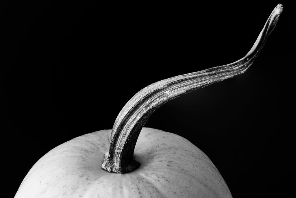 Curved Stem of a White Pumpkin: Black and White Photograph (KD006967X)