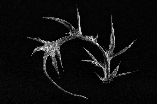 Black and white photograph of a curved and thorny leaf from a thistle plant in winter.