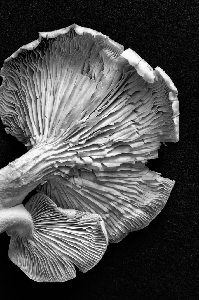 Black and white detail photograph of the ribs on the underside of a white mushroom shot against a black background.