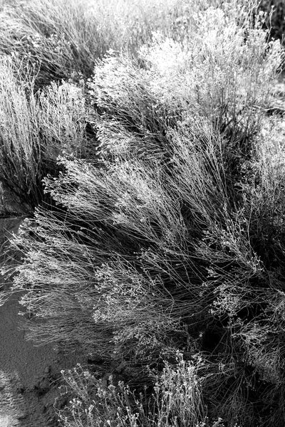 Black and white photograph of sunlight and shadows on desert grasses in New Mexico