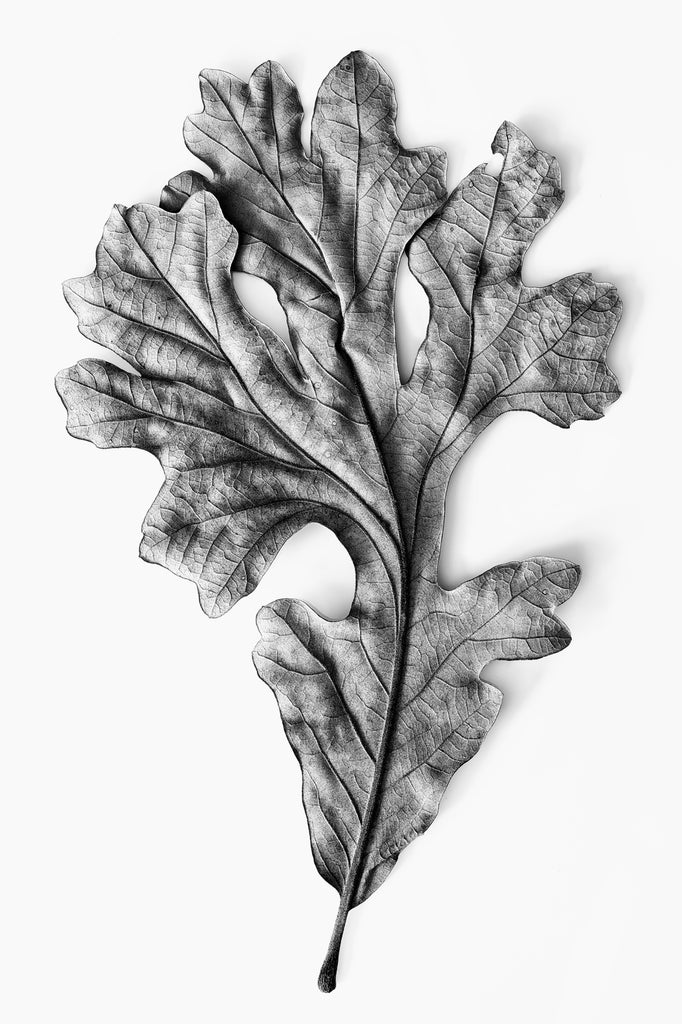 Fallen Leaf - Black and White Photograph (KD11412AX)