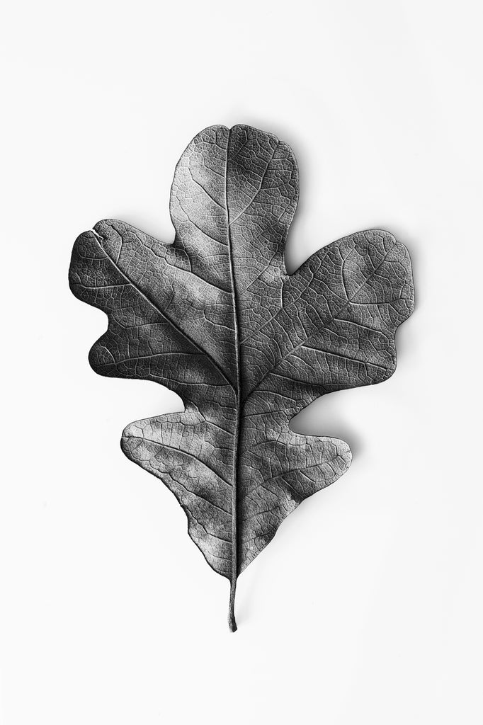 Black and white macro photograph of the details and textures of a fallen leaf.