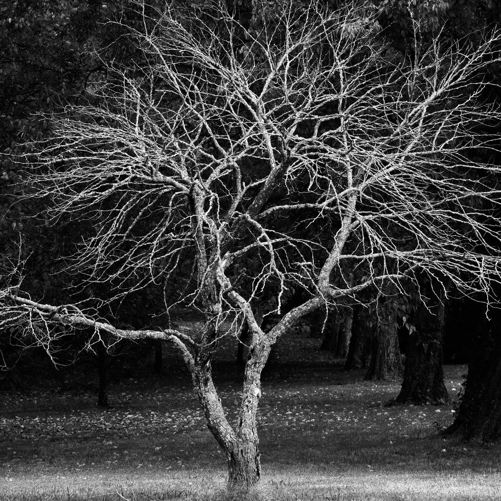 Black and white landscape photograph featuring a gnarly barren tree catching a patch of sunlight on an autumn day. (Square format)