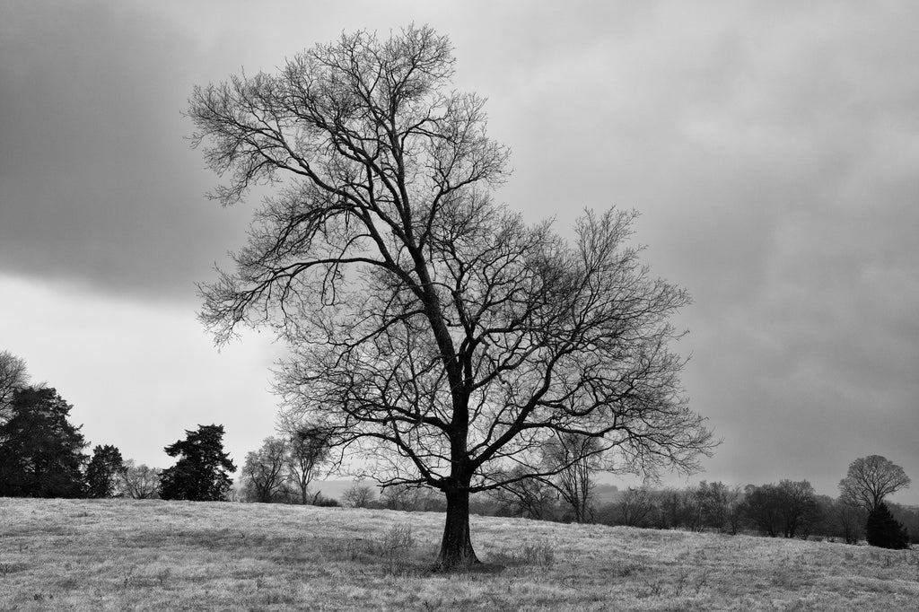 Black and white landscape photograph of a tall black tree seen in the light of early morning with storm clouds in the background.