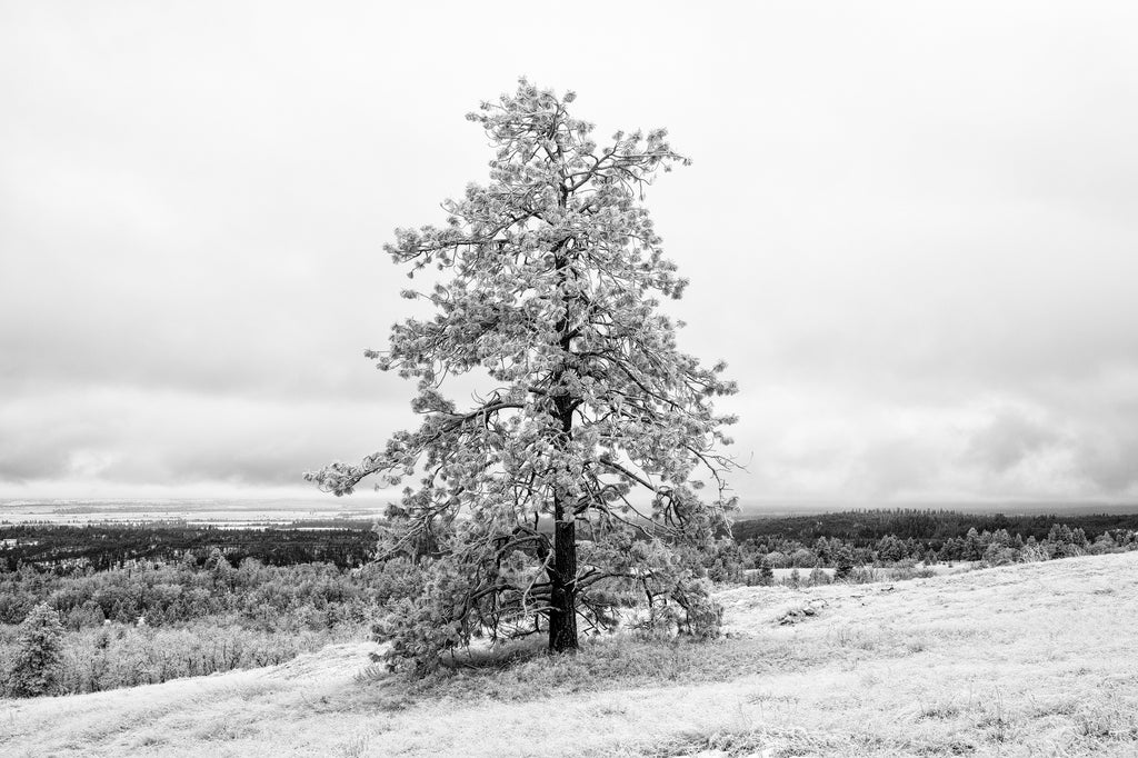Black and white photograph of a tall pine tree standing on a ridge overlooking an epic and vast winter landscape.