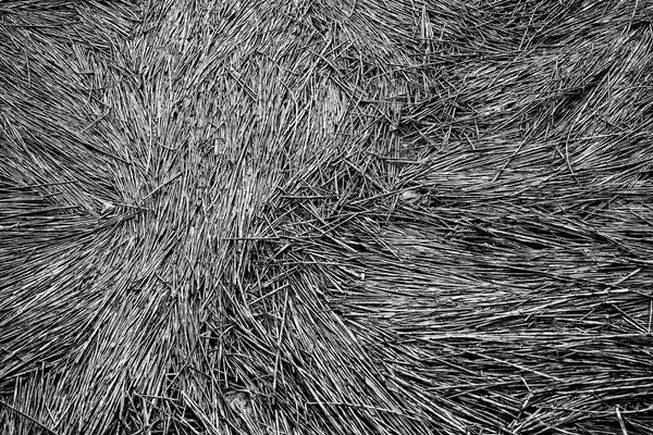 Abstraction from nature, black and white photograph of marsh reeds lying flat at low tide.