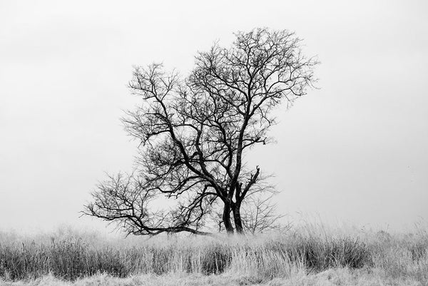 Black and white landscape photograph of a big black winter tree standing amidst tall grasses on the historic McFadden farm.
