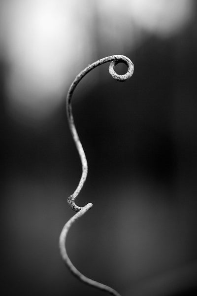Black and white macro photograph of a tiny curved vine that seems like a beautiful natural sculpture.